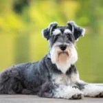 shutterstock_1836759934
