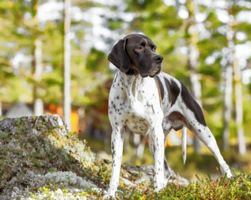 Pointer
