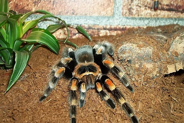 Brachypelma smithi