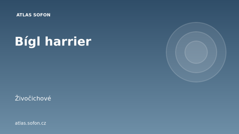 Bígl harrier