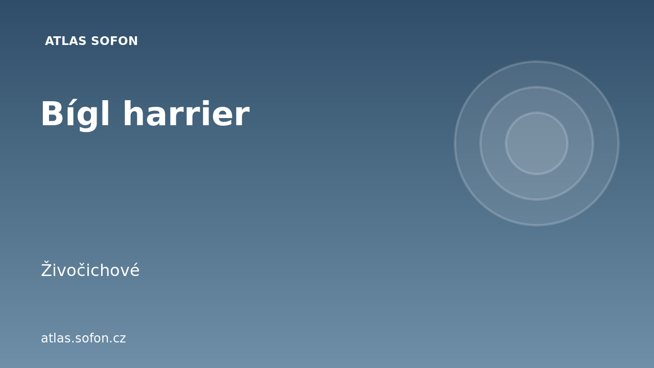 Bígl harrier