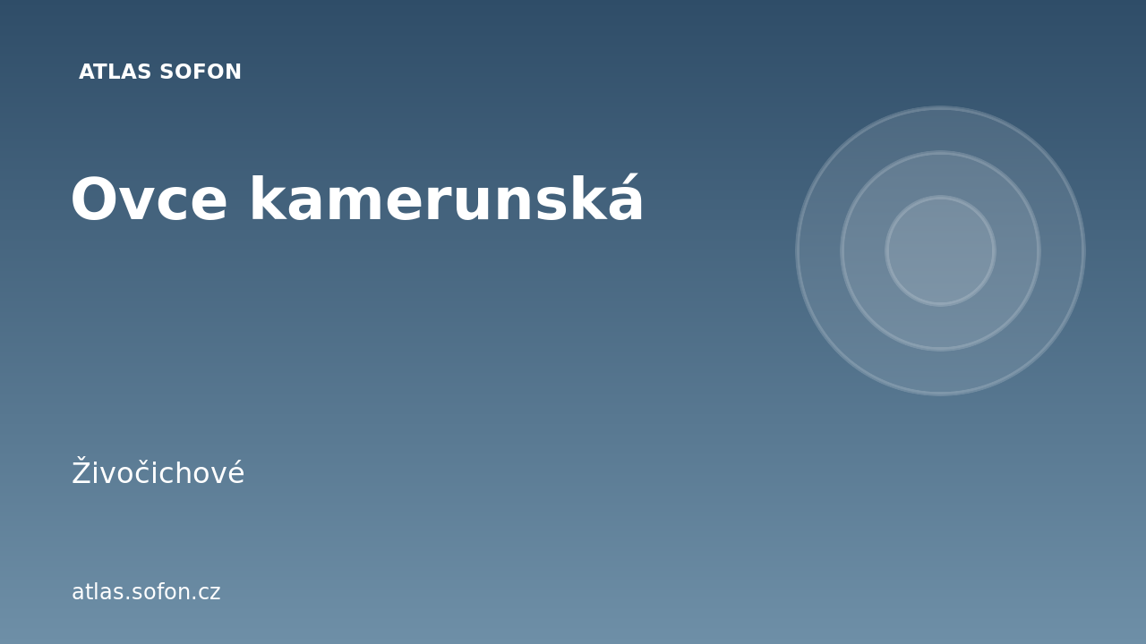 Ovce kamerunská