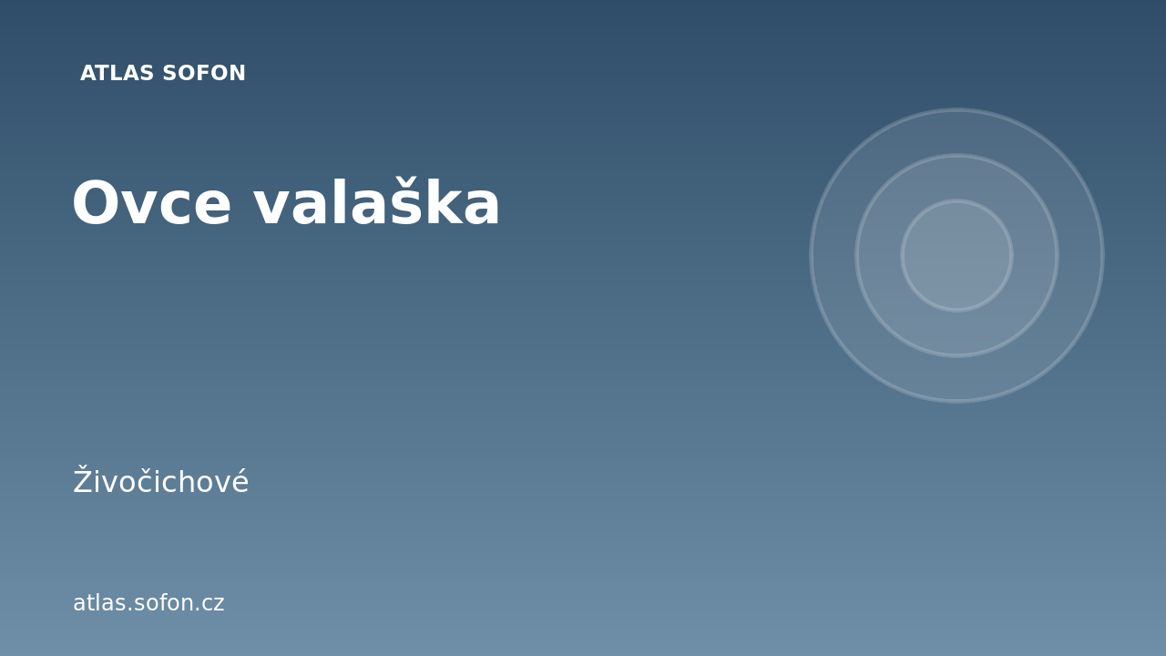 Ovce valaška