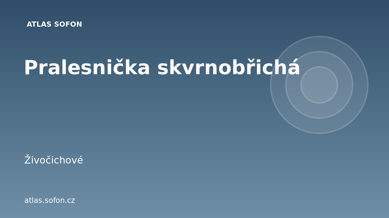 Pralesnička skvrnobřichá