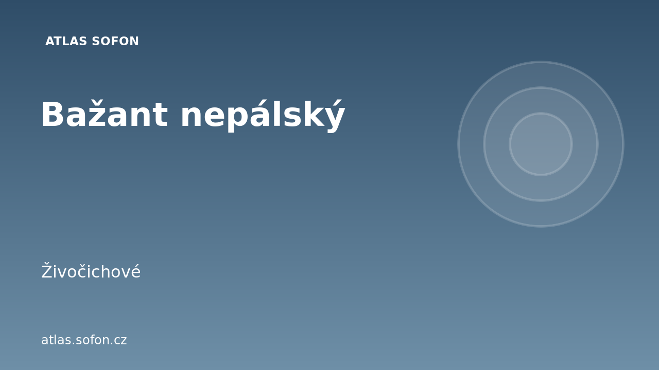 Bažant nepálský