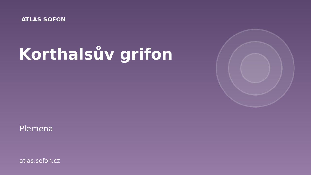 Korthalsův grifon