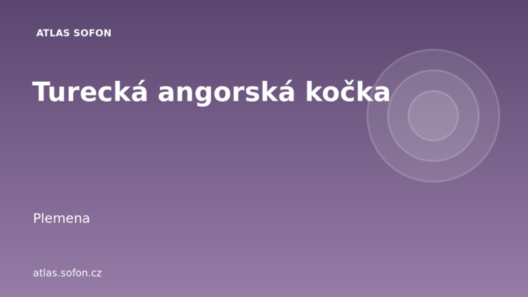 Turecká angorská kočka