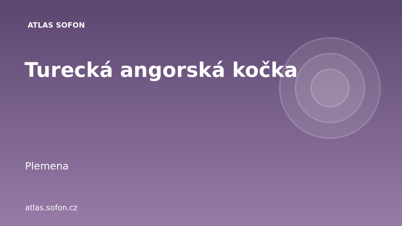 Turecká angorská kočka