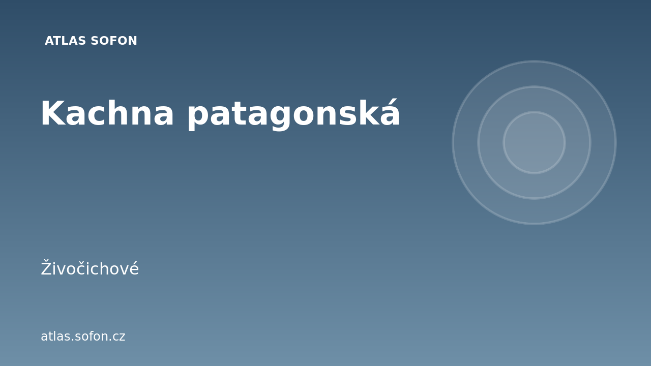 Kachna patagonská