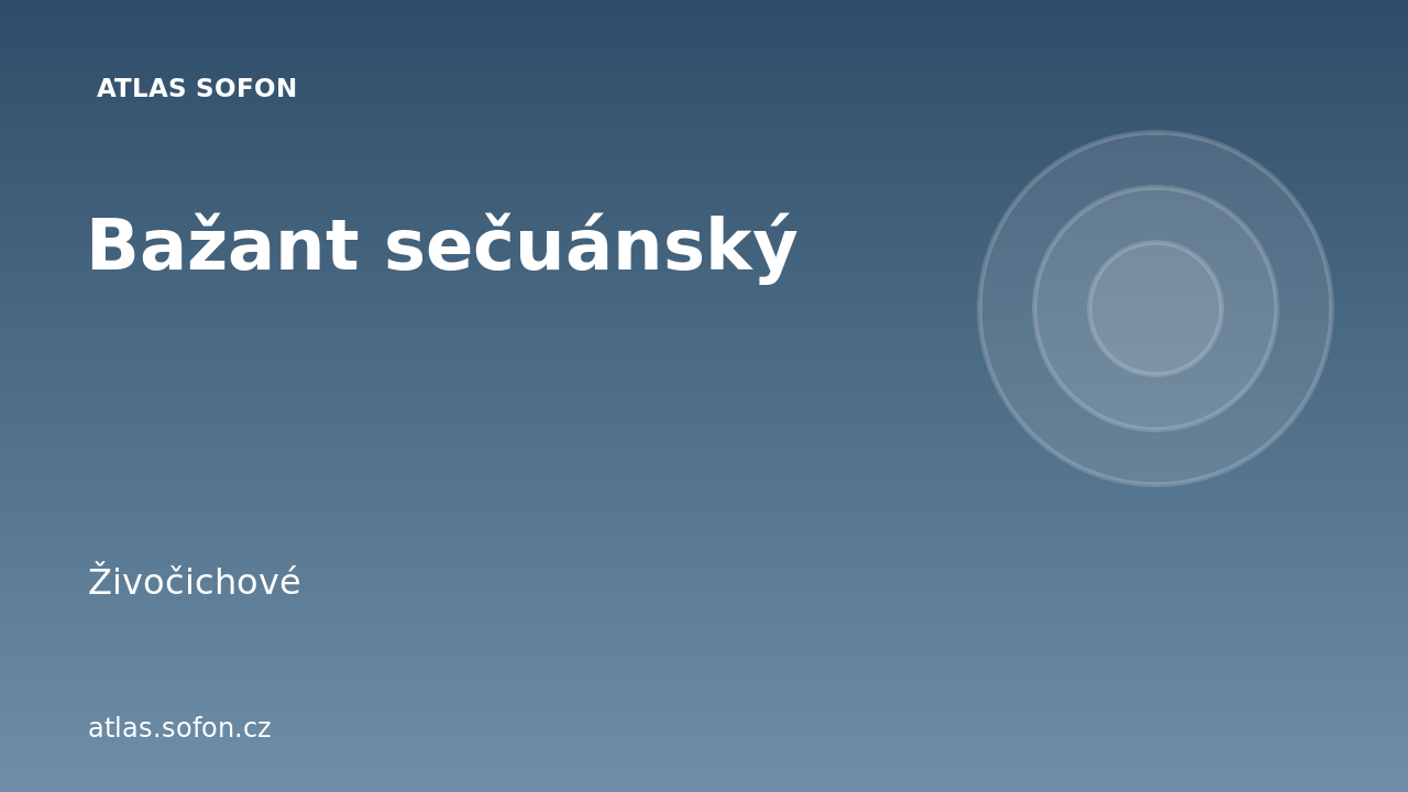 Bažant sečuánský