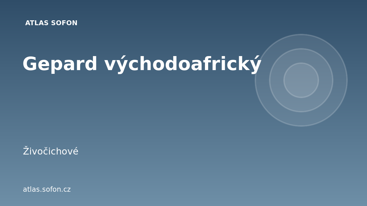 Gepard východoafrický