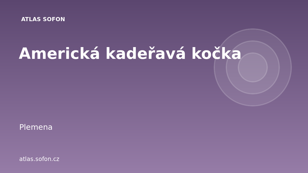 Americká kadeřavá kočka