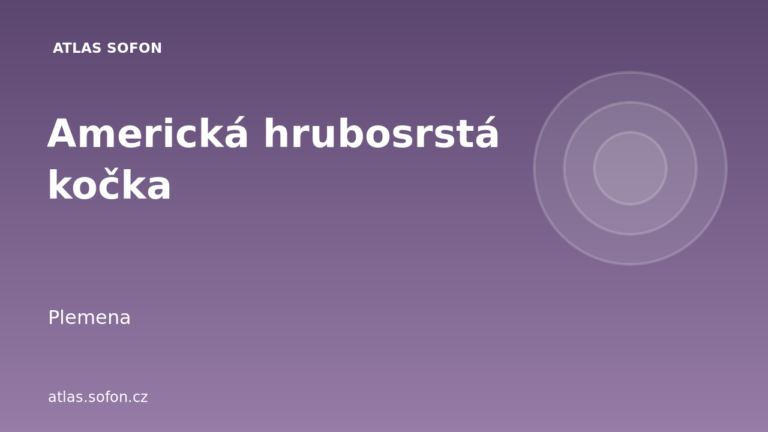 Americká hrubosrstá kočka Americká hrubosrstá kočka