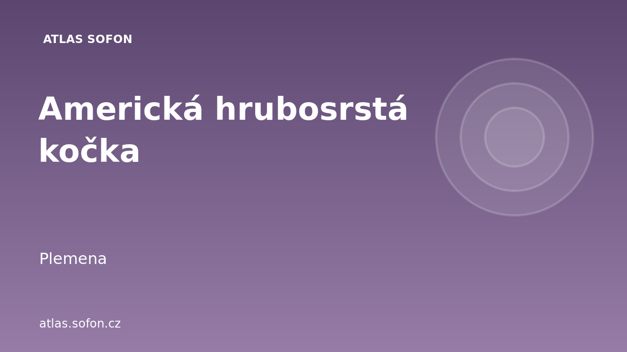 Americká hrubosrstá kočka