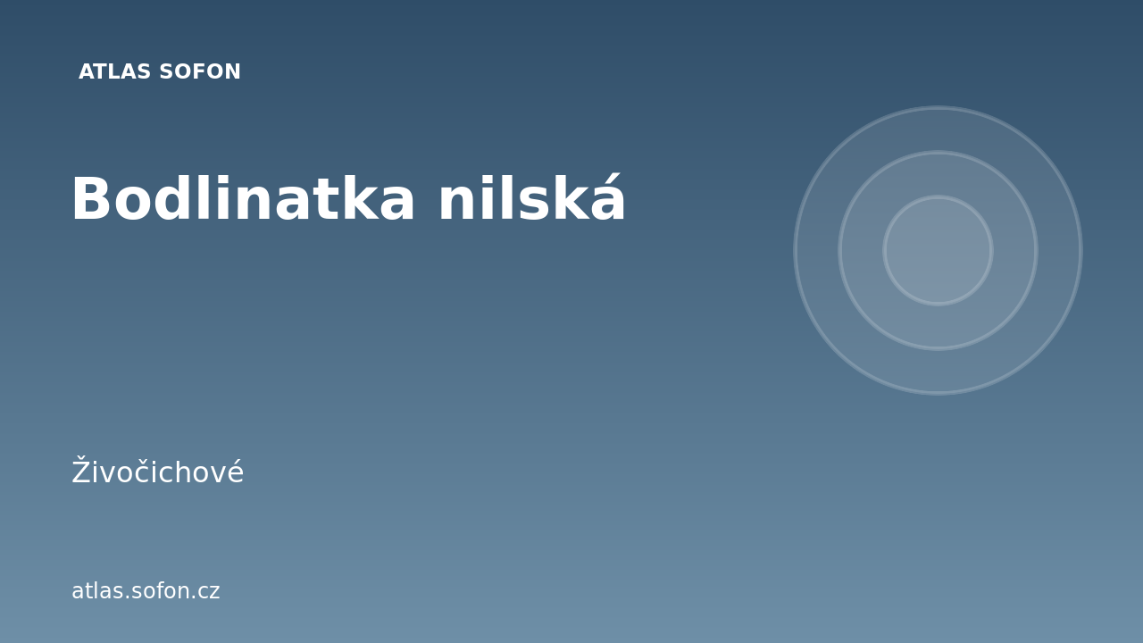 Bodlinatka nilská