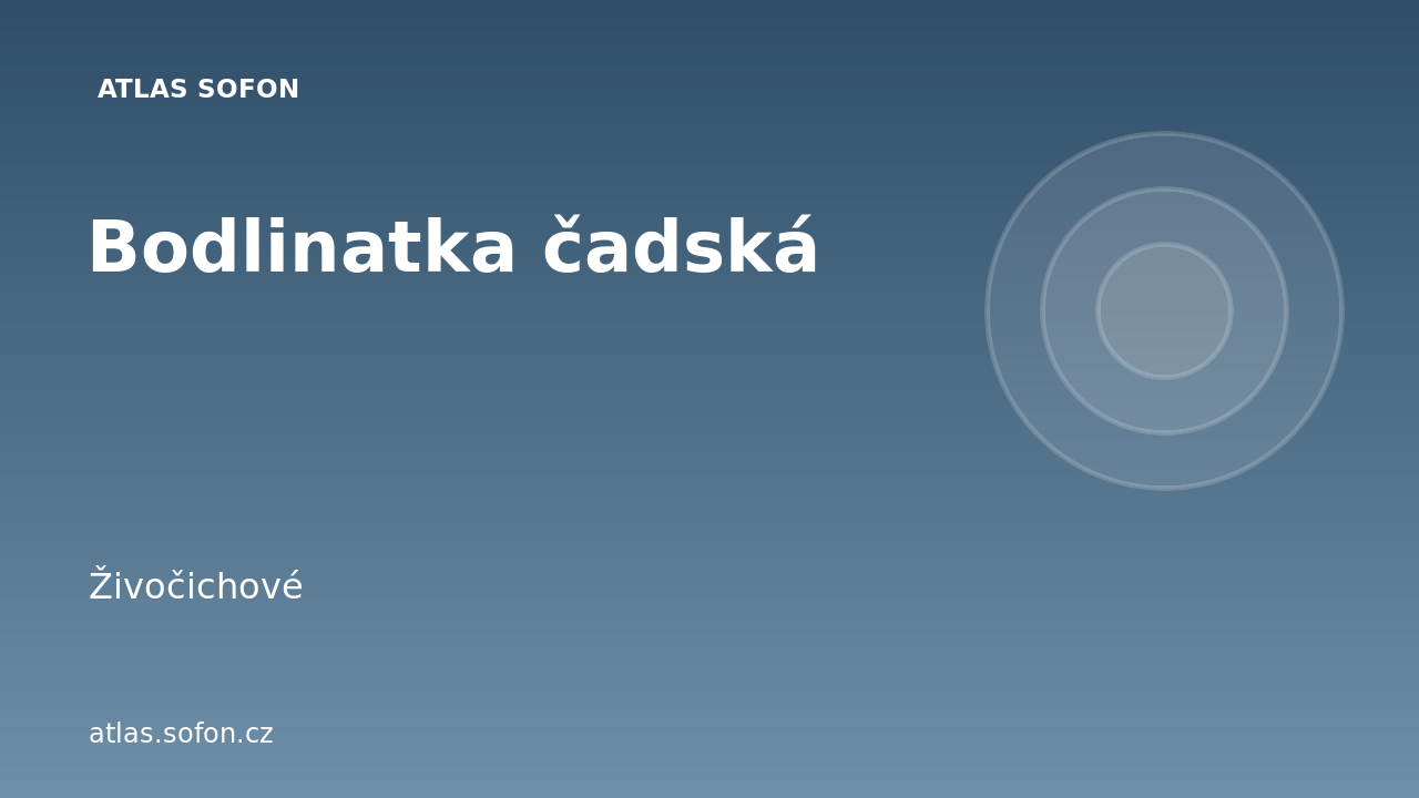Bodlinatka čadská