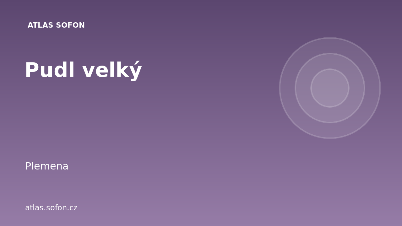 Pudl velký