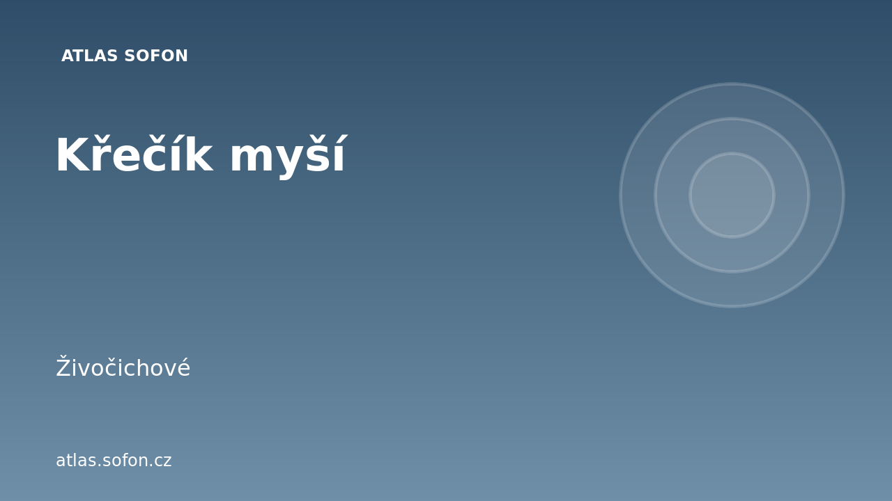 Křečík myší