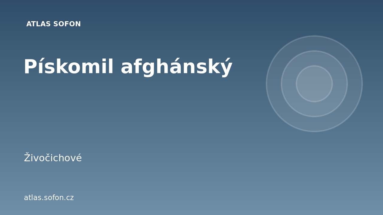 Pískomil afghánský