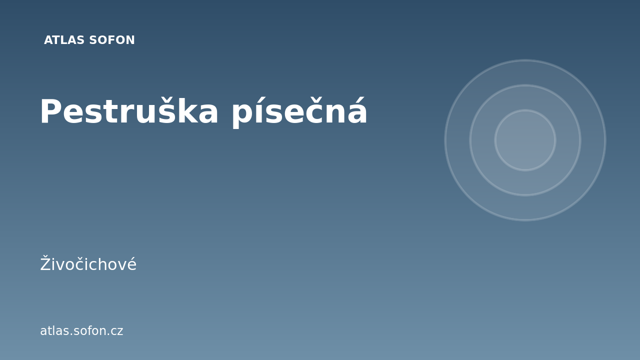 Pestruška písečná