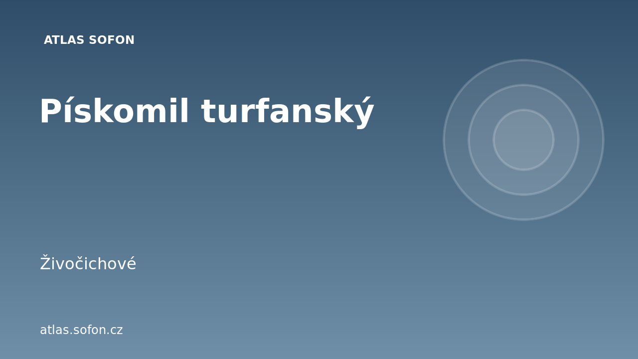Pískomil turfanský