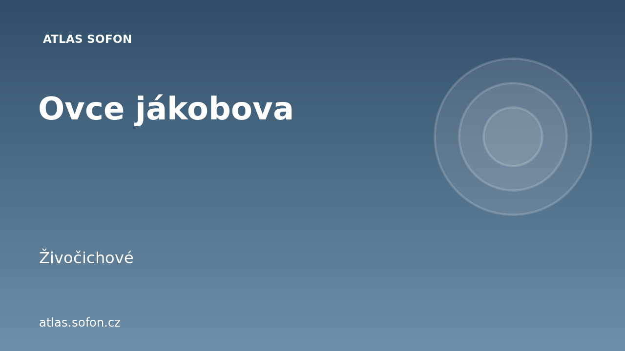 Ovce jákobova