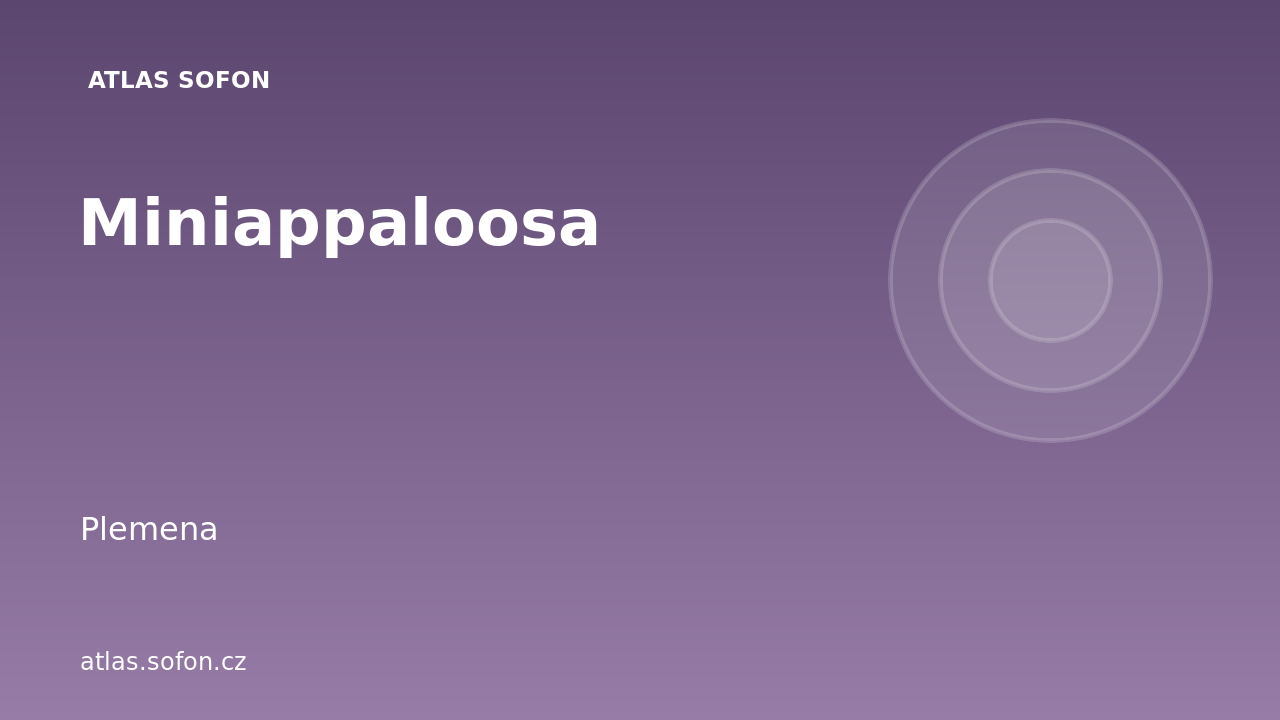 Miniappaloosa