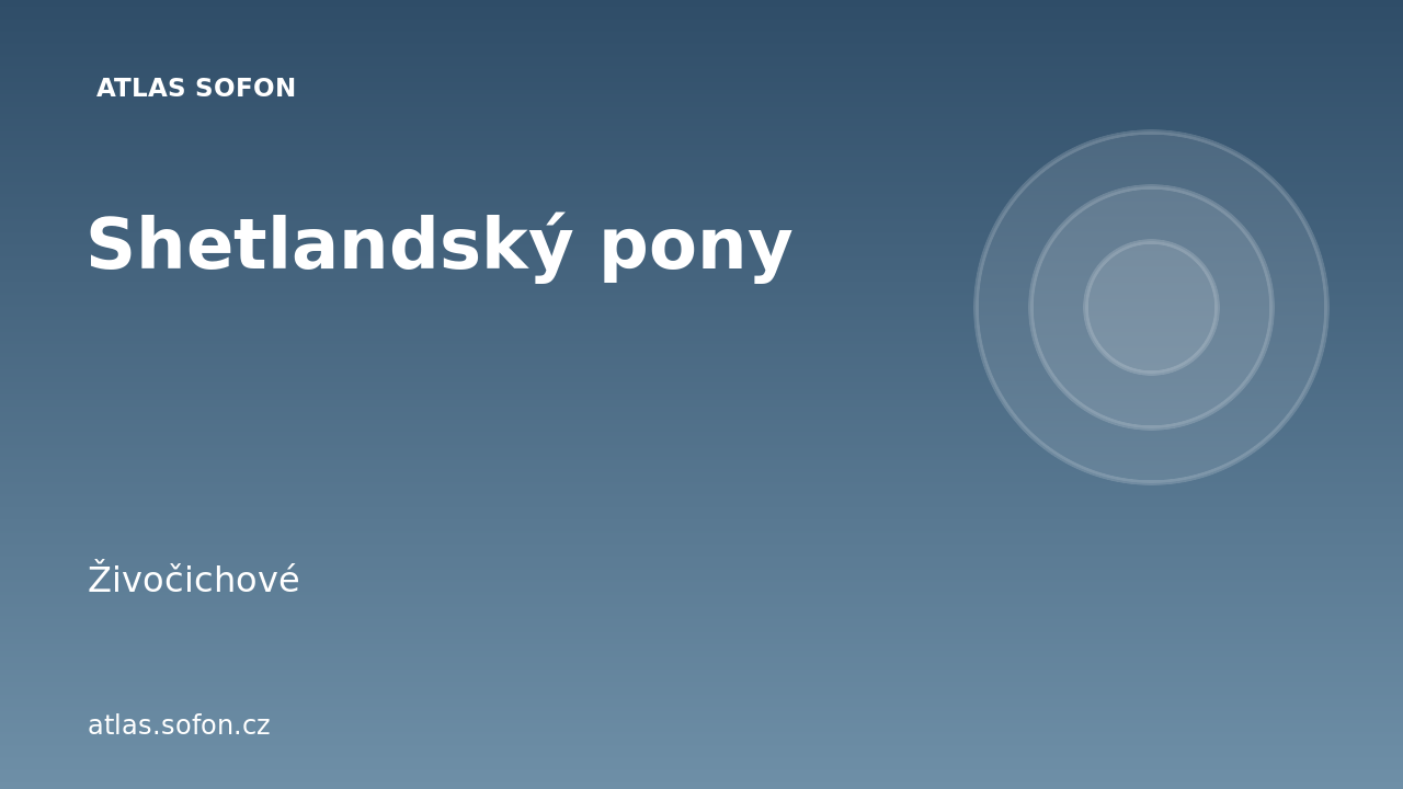 Shetlandský pony