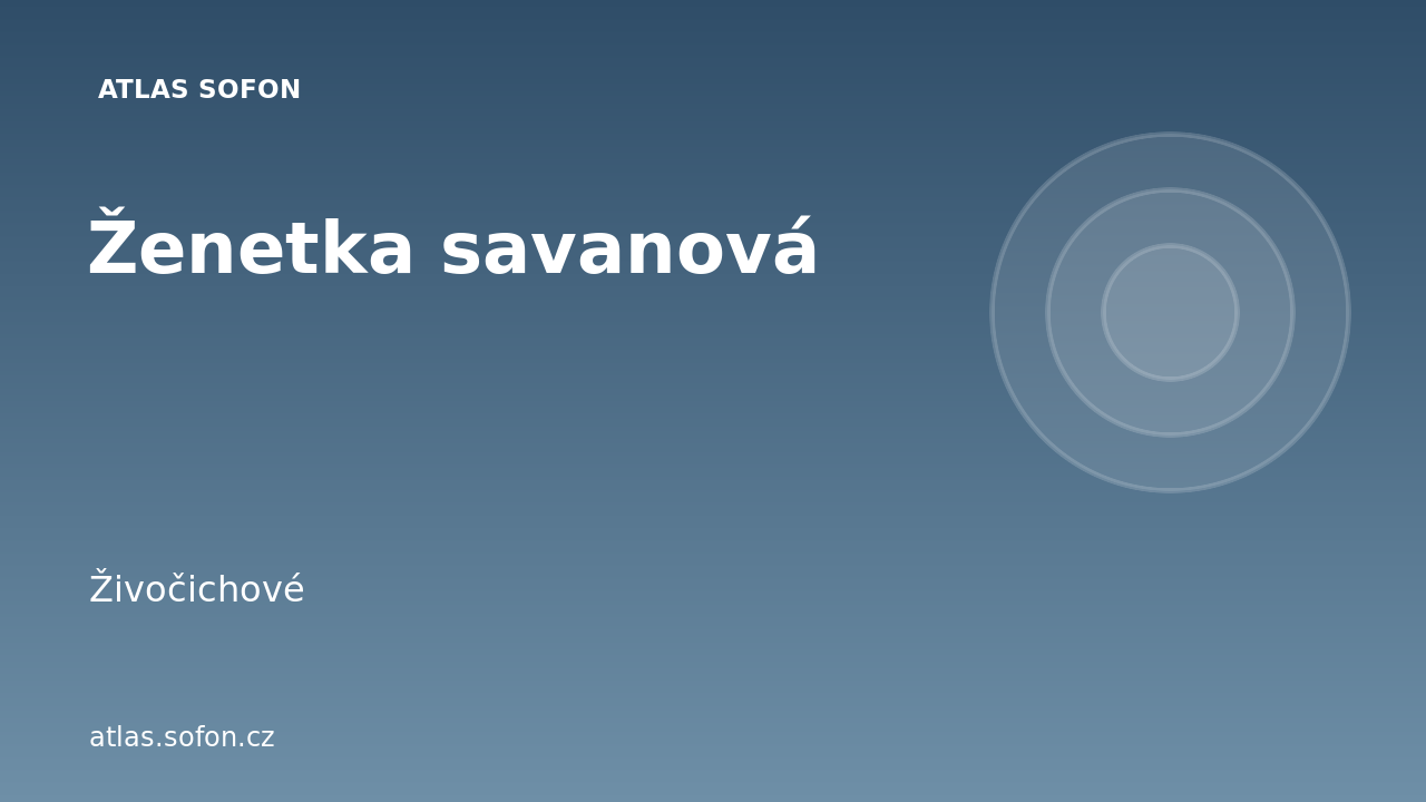 Ženetka savanová
