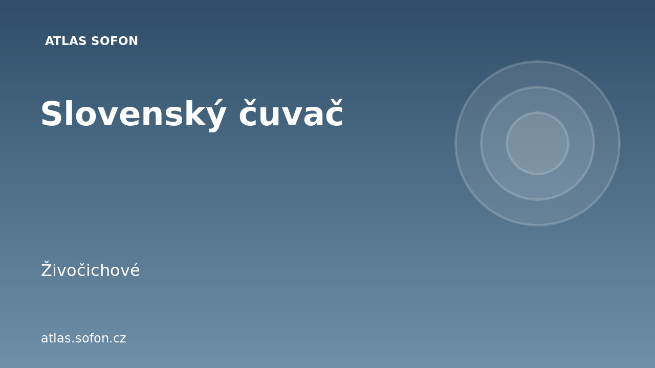 Slovenský čuvač