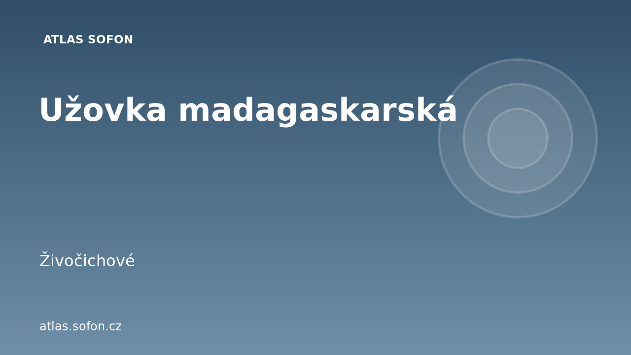 Užovka madagaskarská