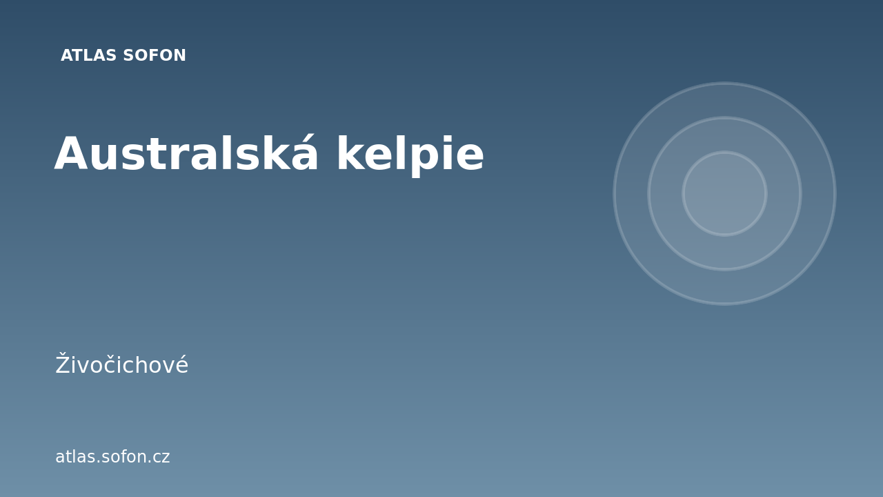 Australská kelpie