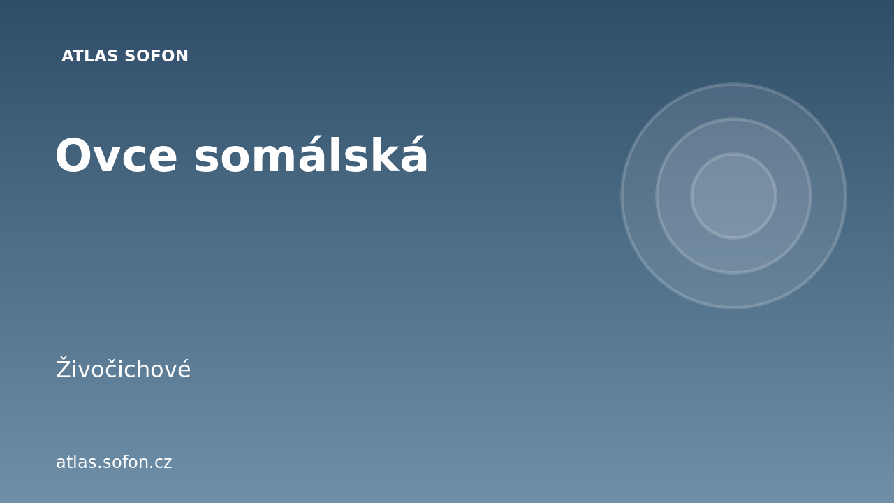 Ovce somálská