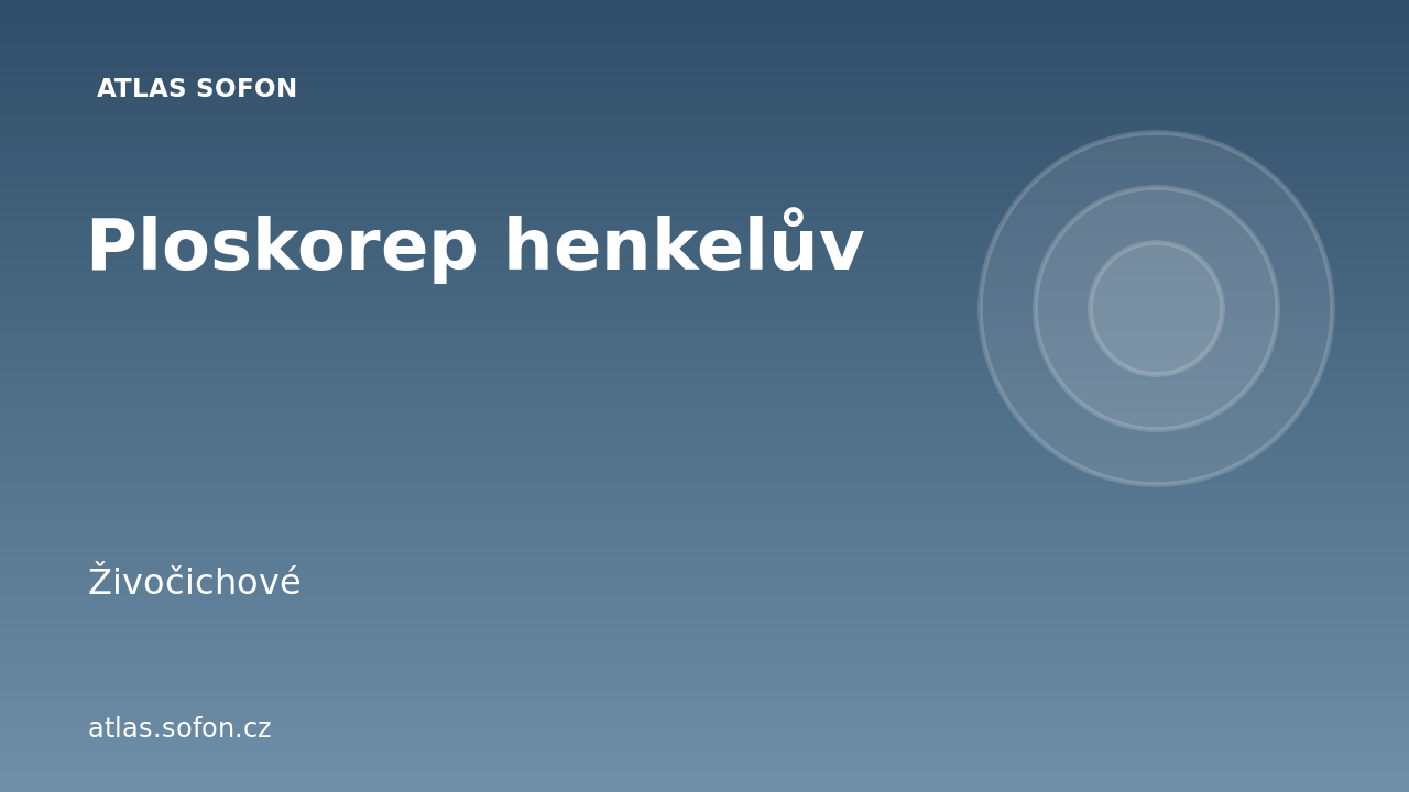 Ploskorep henkelův