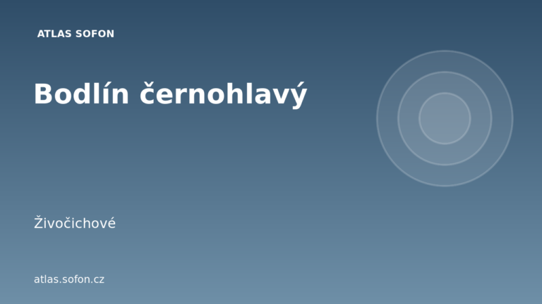 Bodlín černohlavý