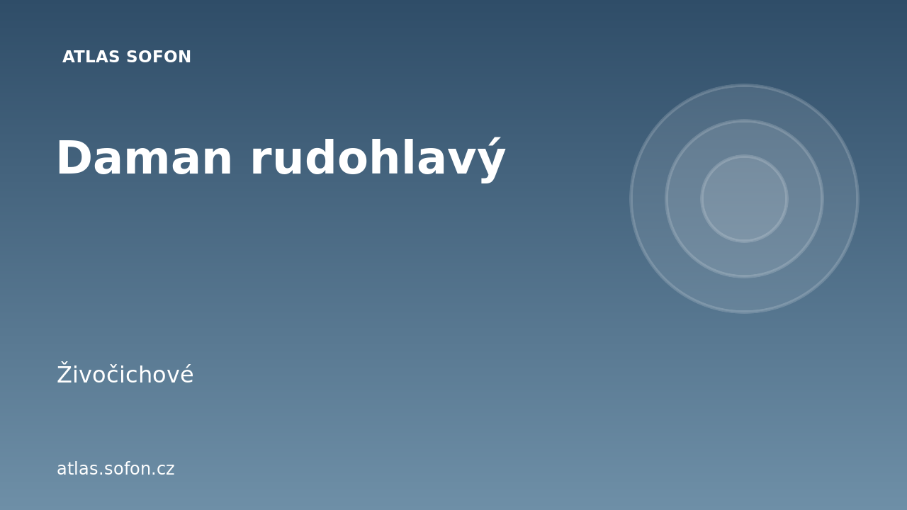 Daman rudohlavý