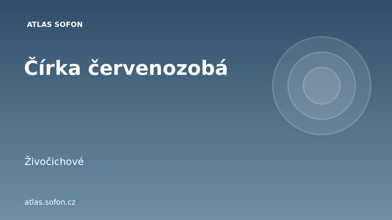 Čírka červenozobá