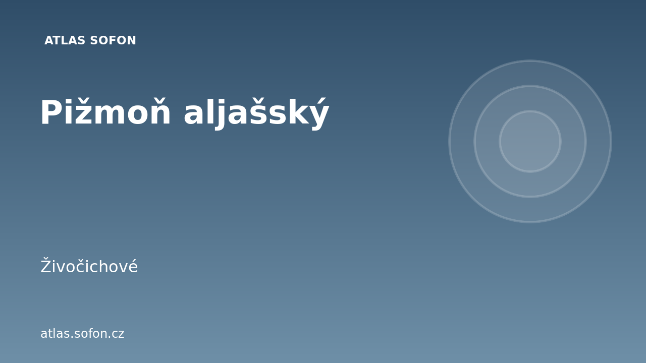 Pižmoň aljašský