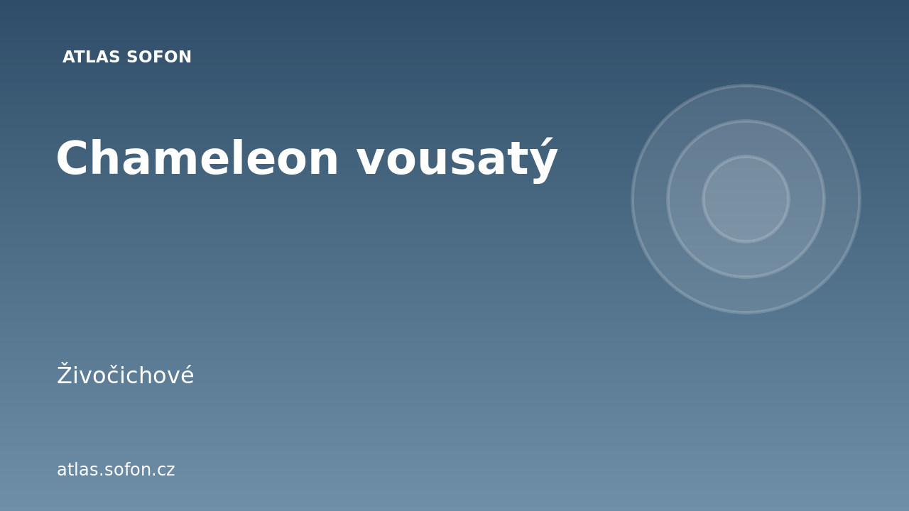 Chameleon vousatý