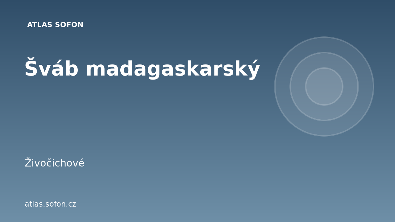 Šváb madagaskarský