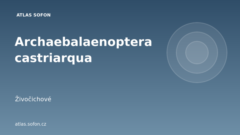 Archaebalaenoptera castriarqua