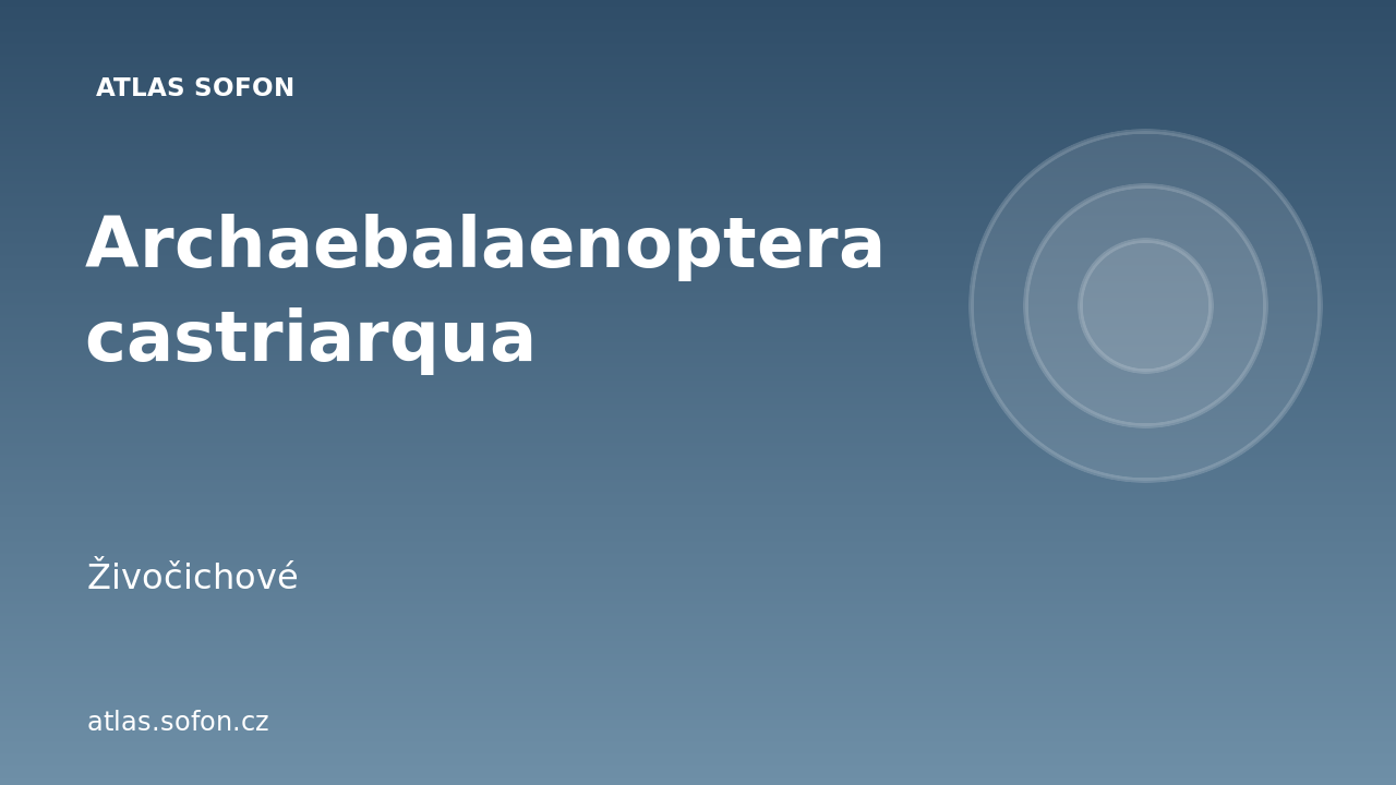 Archaebalaenoptera castriarqua