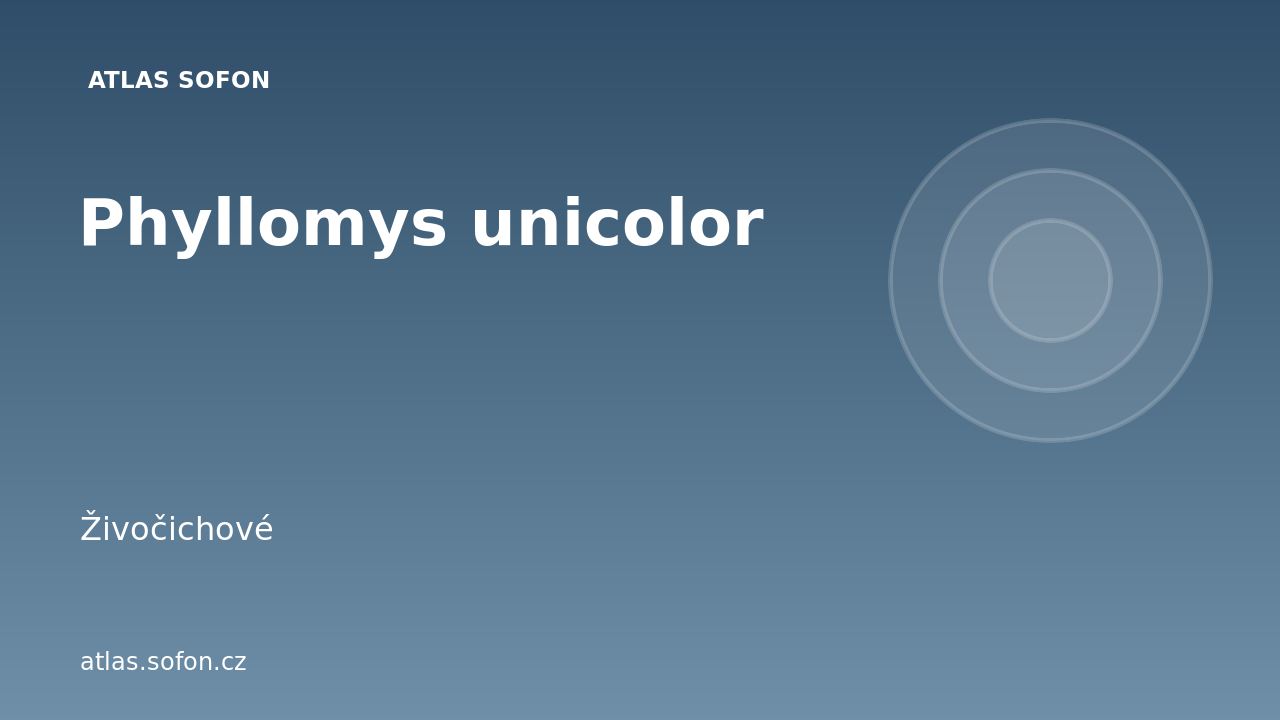 Phyllomys unicolor