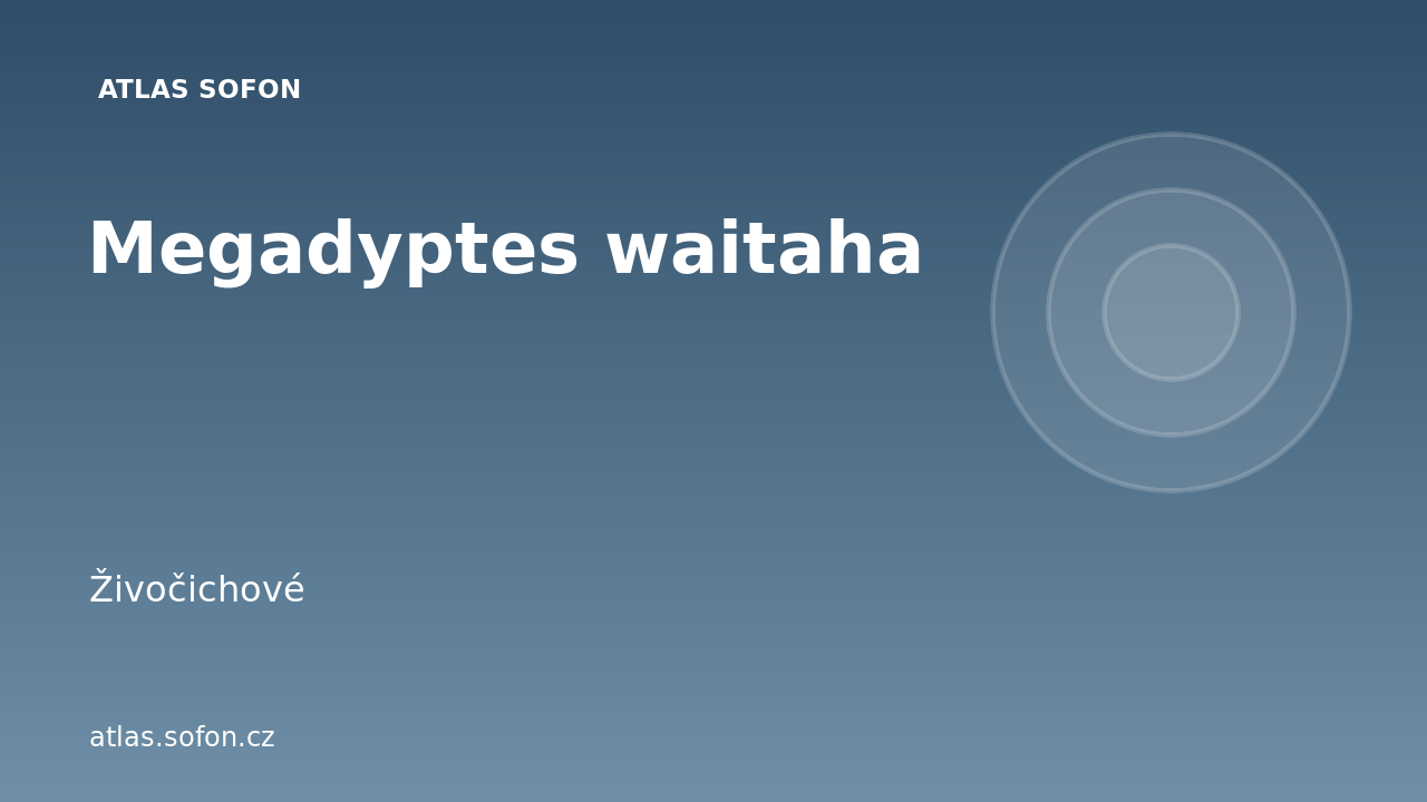 Megadyptes waitaha