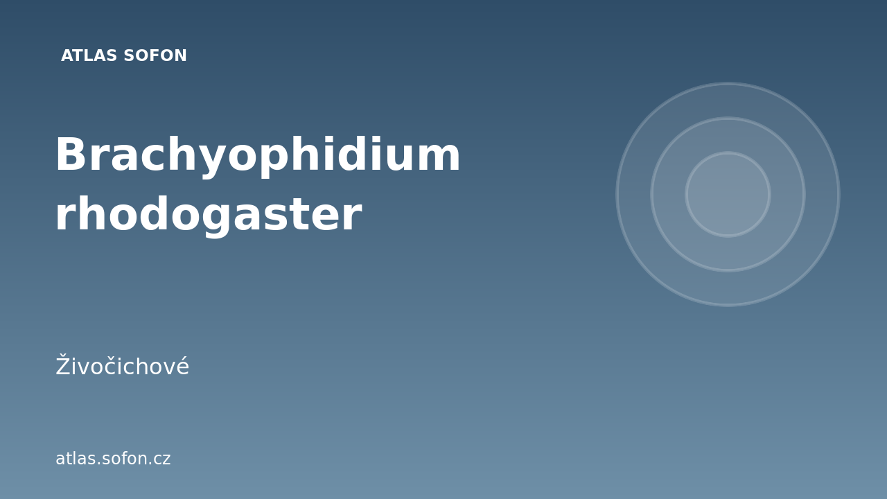Brachyophidium rhodogaster