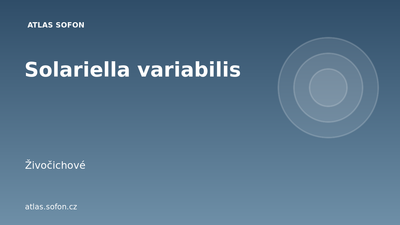 Solariella variabilis