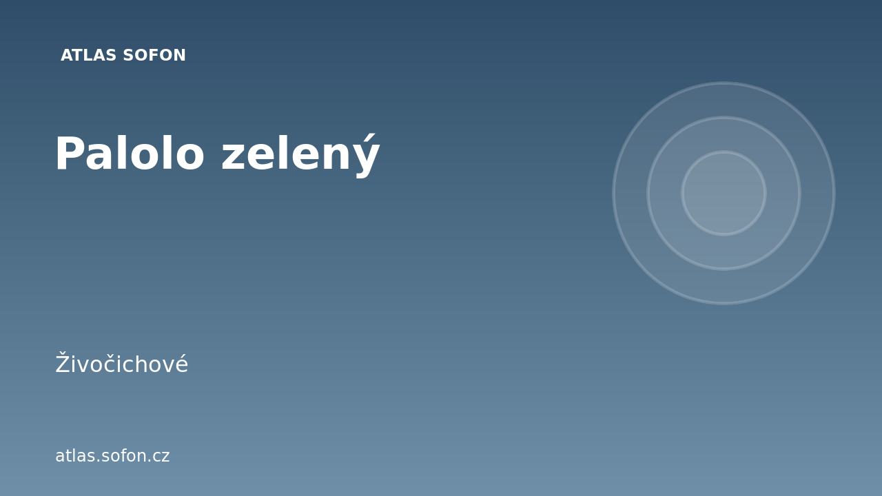 Palolo zelený