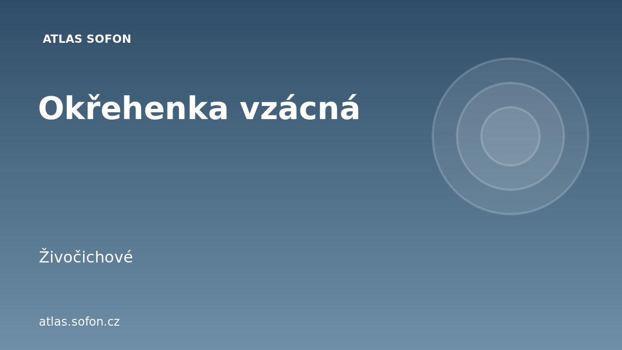 Okřehenka vzácná