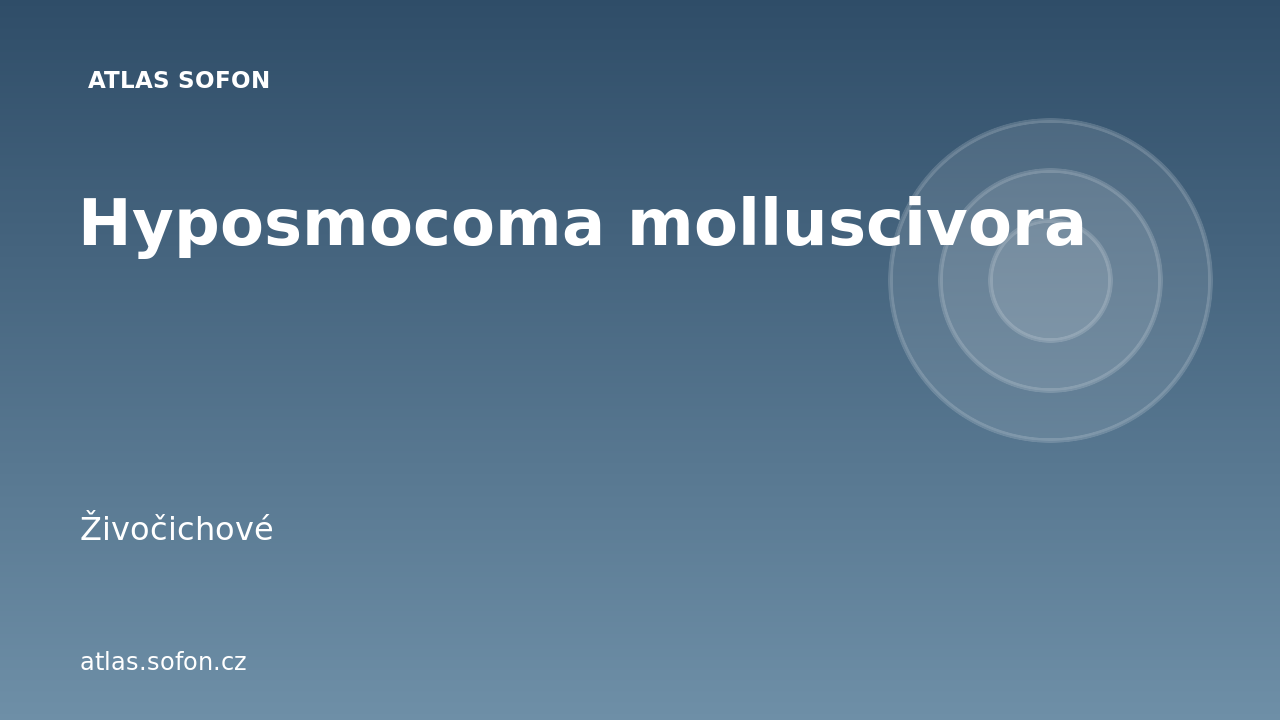 Hyposmocoma molluscivora