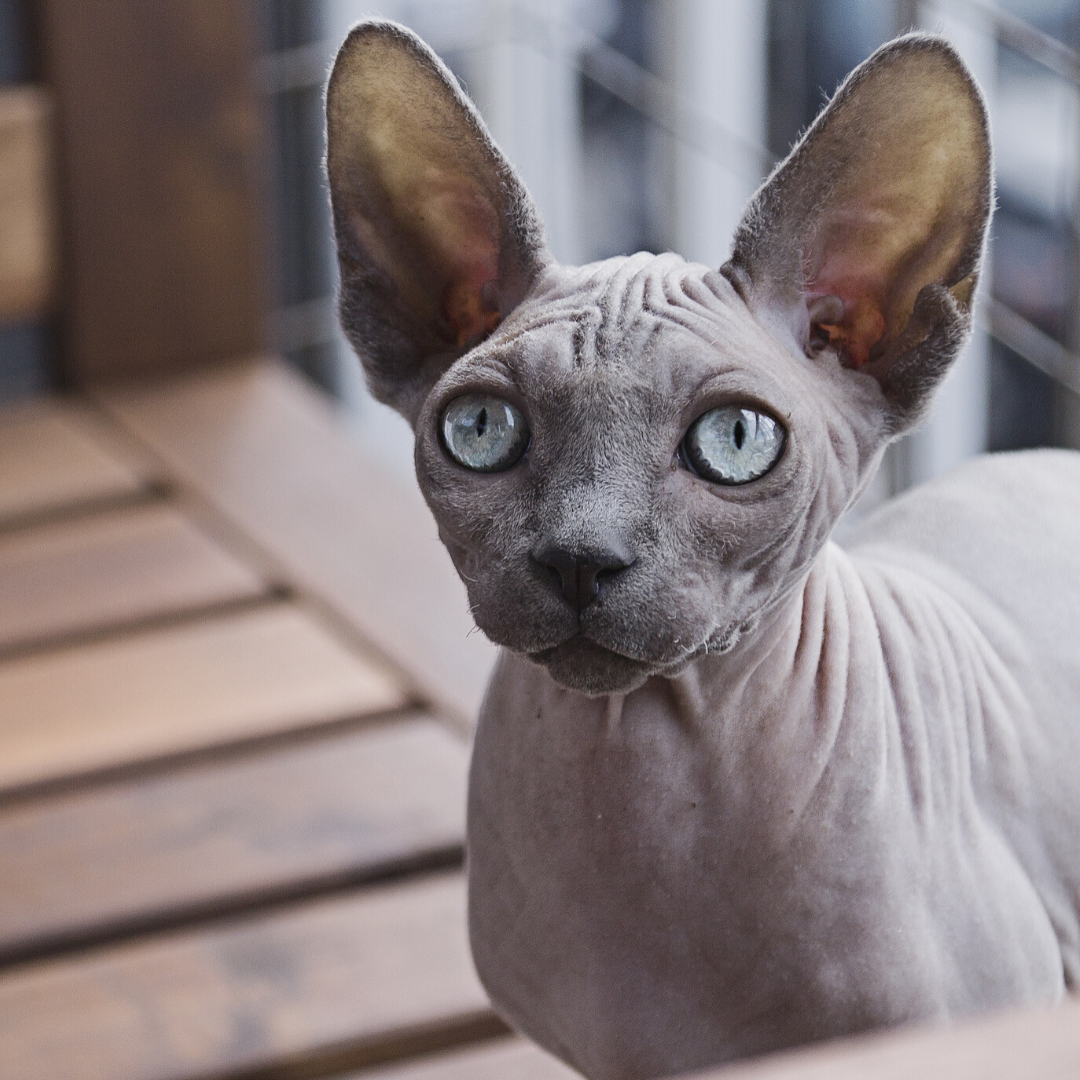 Sphynx